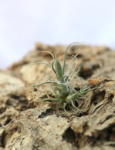Tillandsia pruinosa - 4 Ã  6 cm fille de l'air