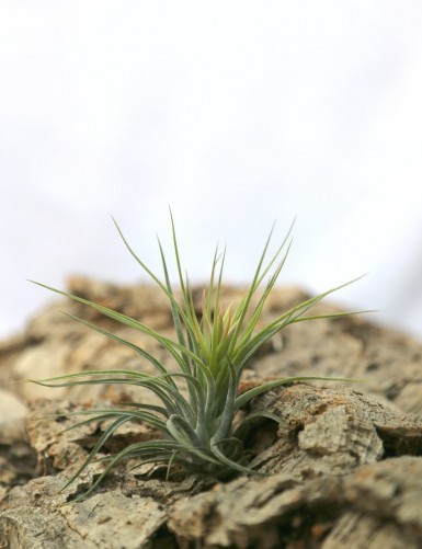 Tillandsia scaposa  - 6 à 8 cm