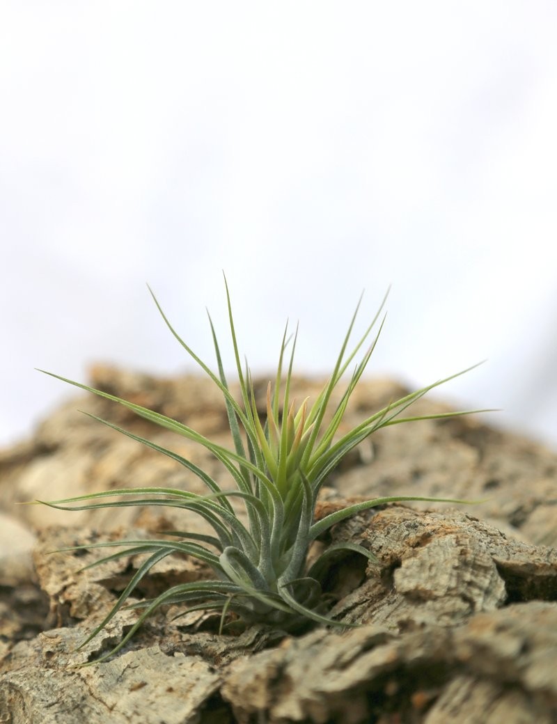 Tillandsia scaposa - 6 à 8 cm fille de l'air