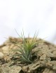 Tillandsia scaposa - 6 à 8 cm fille de l'air