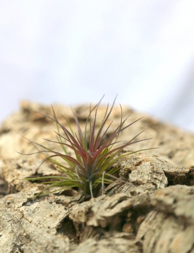 Tillandsia tenuifolia - 12 à 15 cm fille de l'air