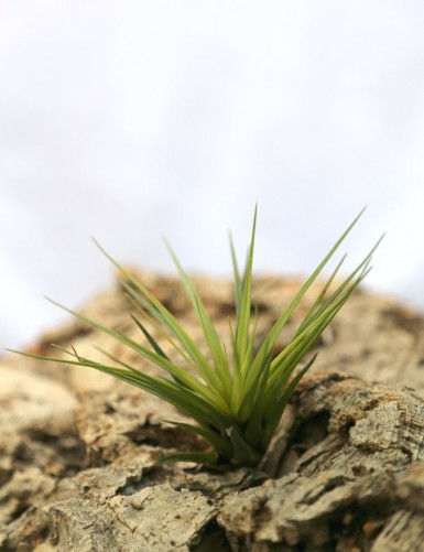 Tillandsia tricolor var. melanocrater fille de l'air