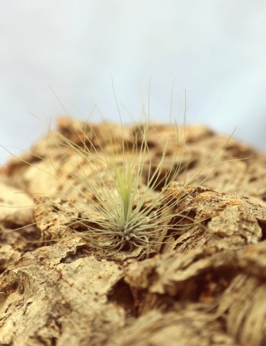 Tillandsia argentea - 6 à 9 cm fille de l'air