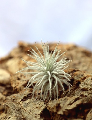 Tillandsia tectorum - 8 à 10 cm fille de l'air