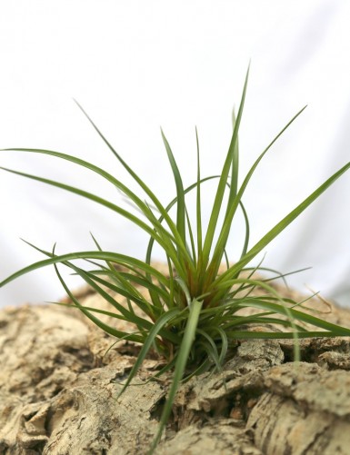 Tillandsia cyanea - 15 à 20 cm