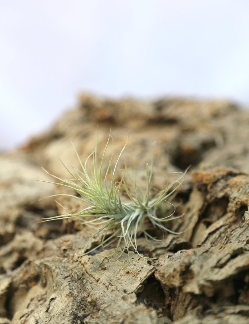 Tillandsia heteromorpha - 10 à 13 cm fille de l'air