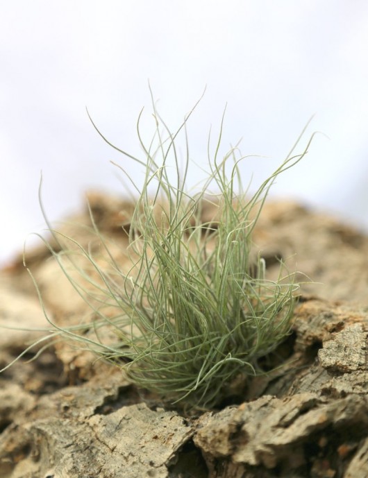 Tillandsia mallemontii - 10 à 14 cm fille de l'air