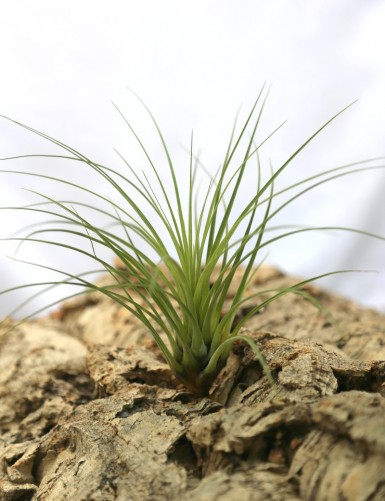 Tillandsia punctulata - 15 à 20 cm fille de l'air