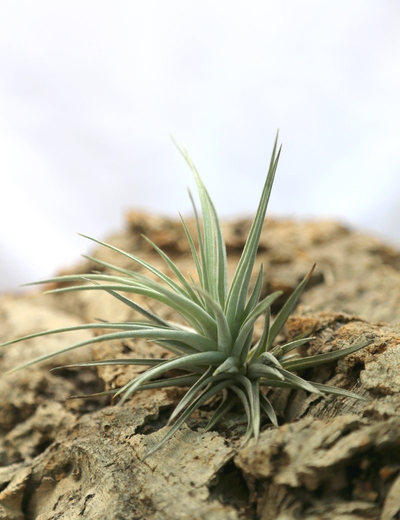 Tillandsia jucunda - 12 à 14 cm fille de l'air