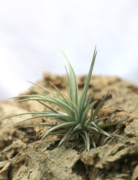 Tillandsia jucunda - 12 à 14 cm fille de l'air