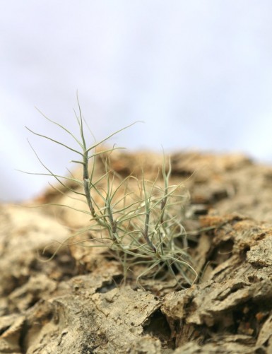 Tillandsia caerulea - 12 Ã  15 cm fille de l'air