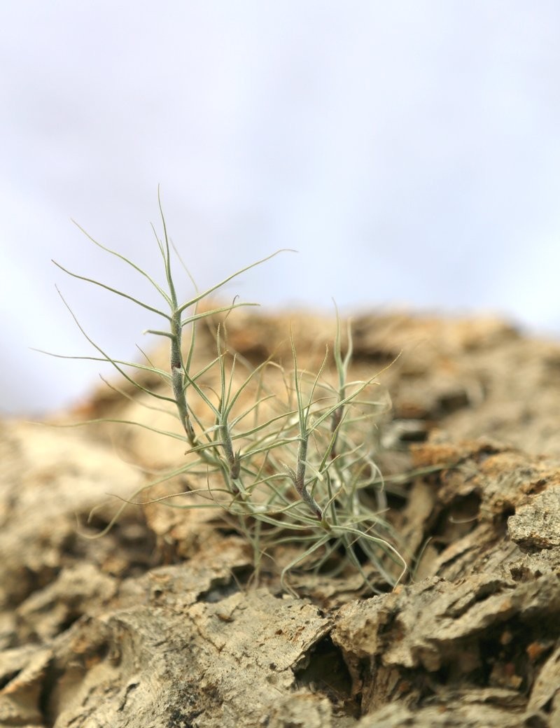 Tillandsia caerulea - 12 à 15 cm fille de l'air
