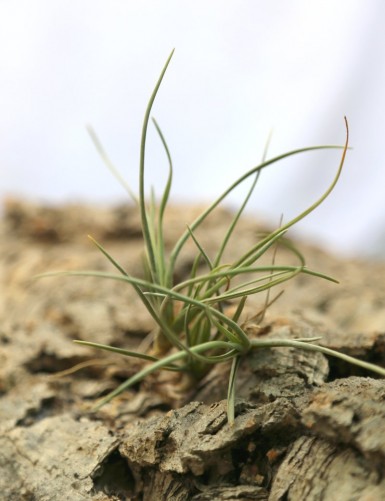 Tillandsia albertiana - 10 à 13 cm fille de l'air