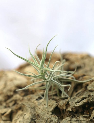 Tillandsia paleacea - 8 Ã  12 cm fille de l'air