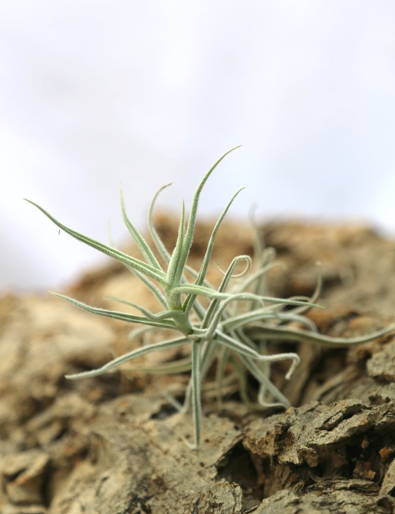 Tillandsia paleacea - 8 to 12 cm air plant