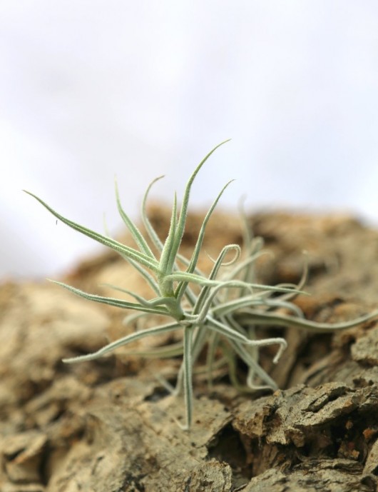 Tillandsia paleacea - 8 to 12 cm air plant