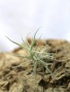 Tillandsia paleacea - 8 à 12 cm fille de l'air