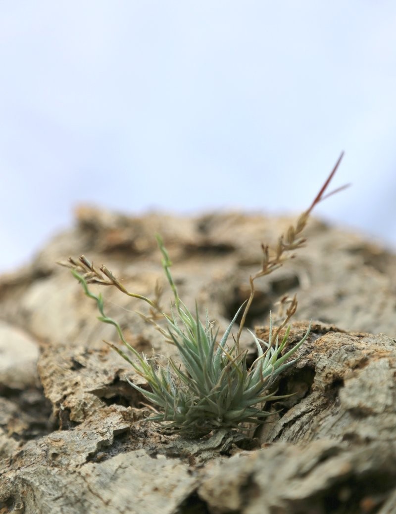 Tillandsia loliacea - 3 à 4 cm fille de l'air
