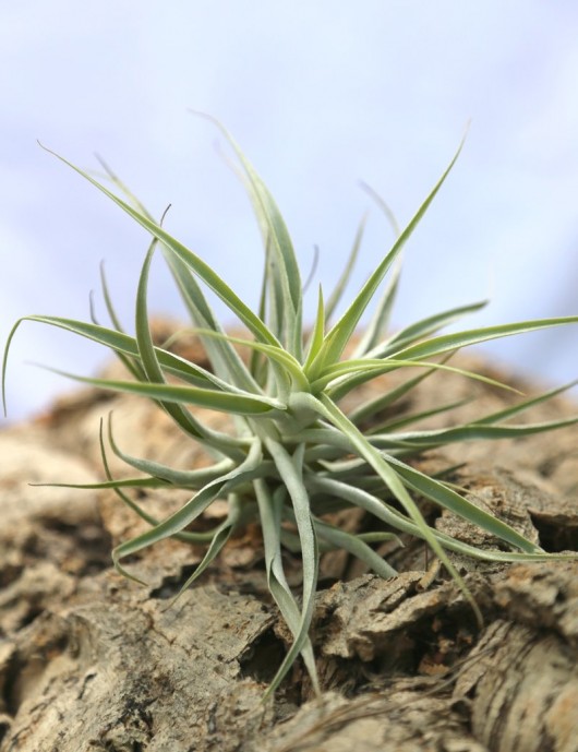 Tillandsia cacticola - 20 à 25 cm fille de l'air