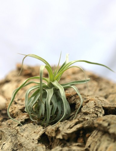 Tillandsia streptophylla - 10 à 12 cm fille de l'air