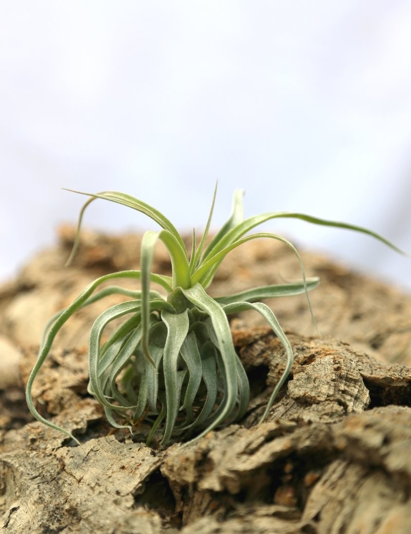 Tillandsia streptophylla - 10 à 12 cm fille de l'air