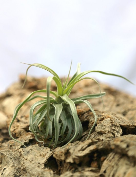 Tillandsia streptophylla - 10 à 12 cm fille de l'air