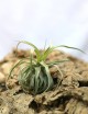 Tillandsia streptophylla - 10 à 12 cm fille de l'air
