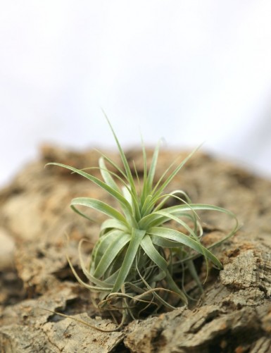 Tillandsia gardneri - 14 à 18 cm fille de l'air