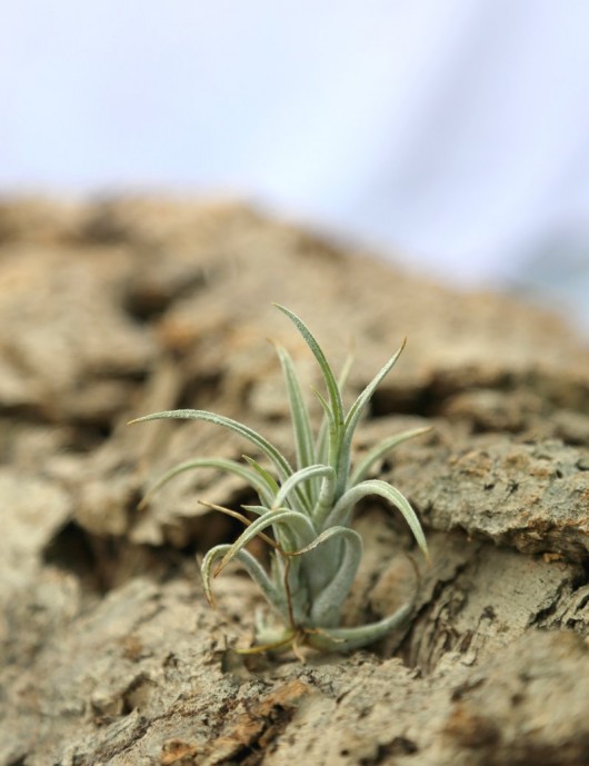 Tillandsia pueblensis - 5 à 8 cm fille de l'air