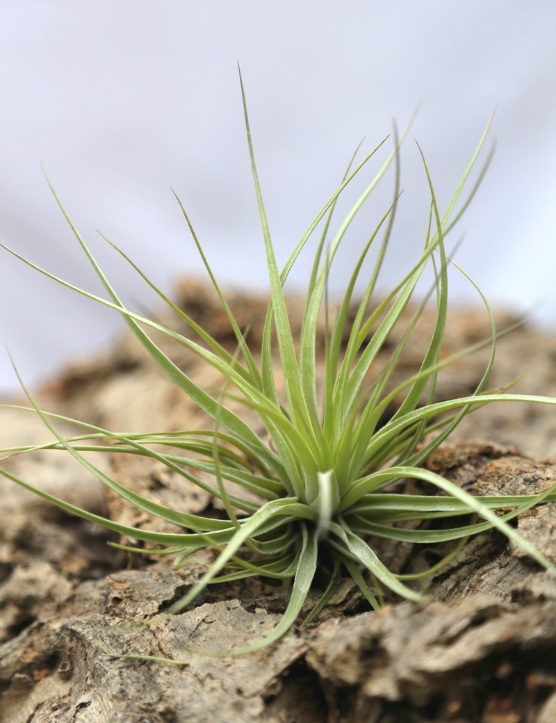 Tillandsia stricta - 8 à 12 cm fille de l'air