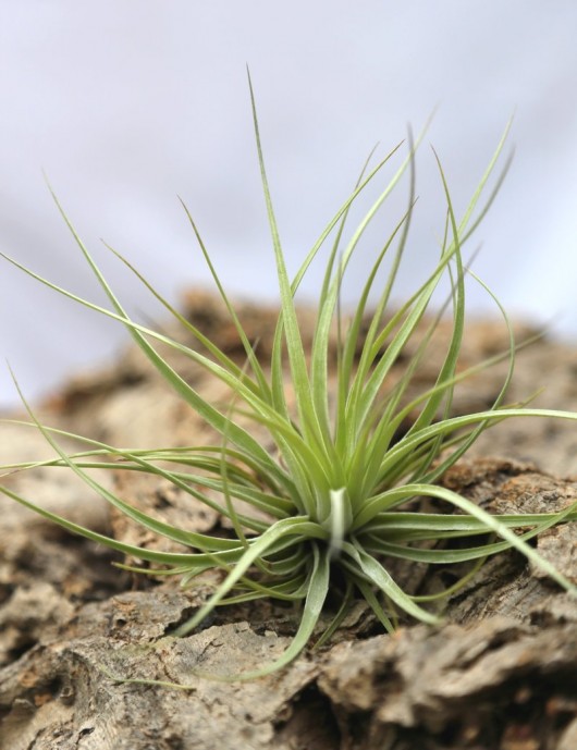 Tillandsia stricta - 8 à 12 cm fille de l'air