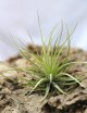 Tillandsia stricta - 8 à 12 cm fille de l'air