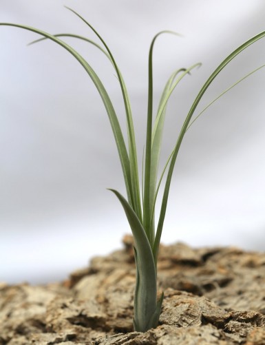 Tillandsia balbisiana - 22 à 25 cm fille de l'air