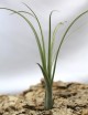 Tillandsia balbisiana - 22 à 25 cm fille de l'air