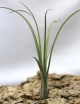 Tillandsia balbisiana - 15 à 20 cm fille de l'air