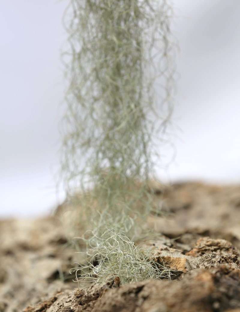 Tillandsia usneoides 'forme verte' - 50 à 60 cm fille de l'air