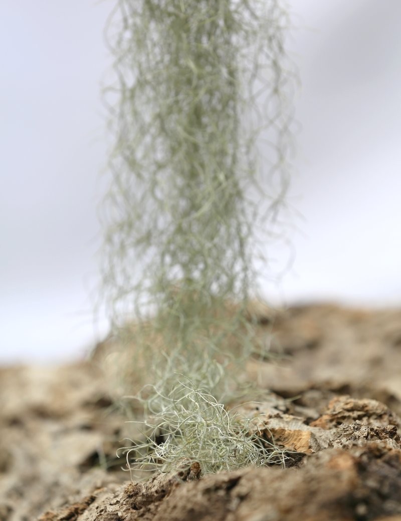 Tillandsia usneoides 'forme verte' - 40 à 60 cm fille de l'air