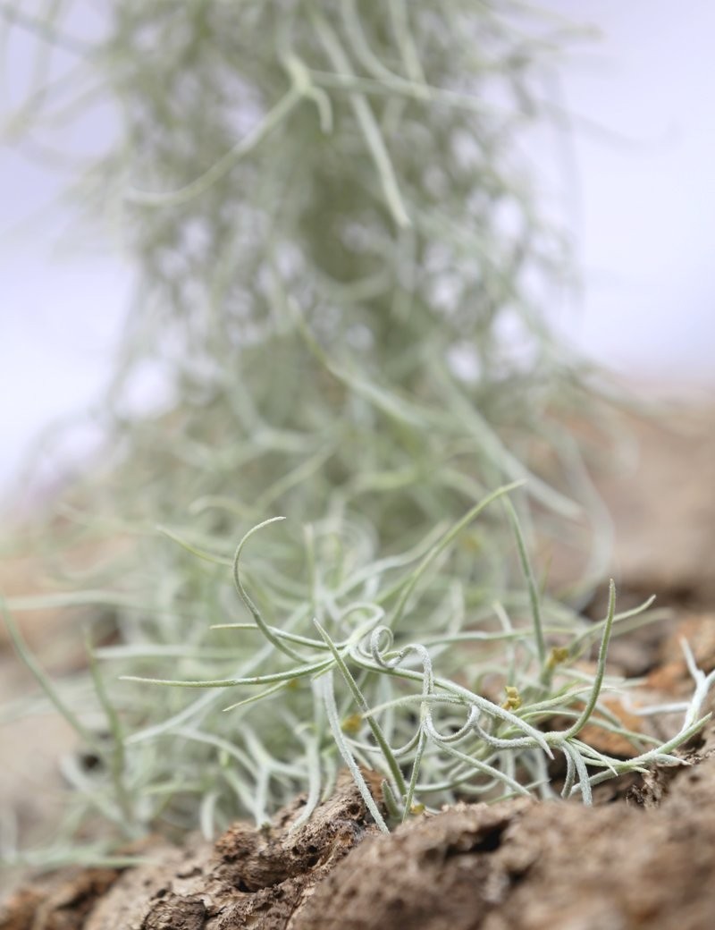 Tillandsia usneoides large argenté - 50 à 60 cm fille de l'air