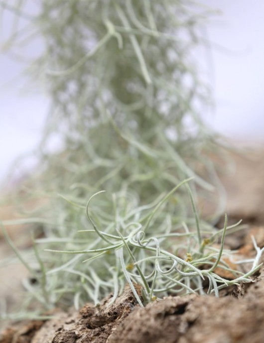 Tillandsia usneoides large argenté - 50 à 60 cm fille de l'air