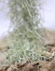 Tillandsia usneoides large argenté - 50 à 60 cm fille de l'air