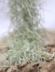 Tillandsia usneoides large argenté - 40 à 60 cm fille de l'air