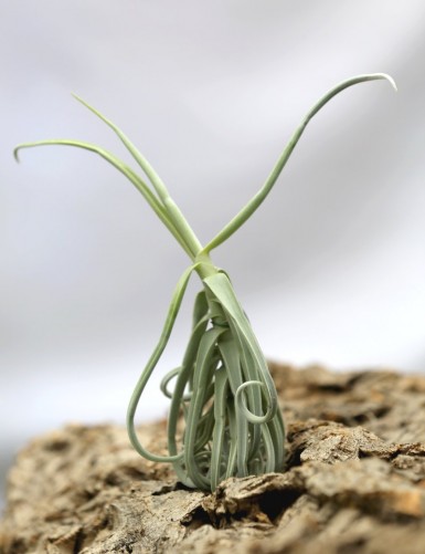 Tillandsia duratii - 15 à 25 cm fille de l'air