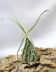 Tillandsia duratii - 20 à 25 cm fille de l'air