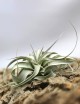 Tillandsia xerographica - 15 à 20 cm fille de l'air