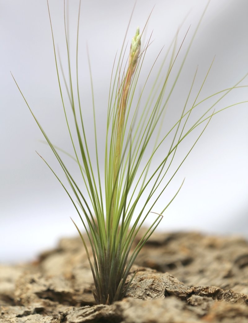 Tillandsia juncifolia - 15 à 25 cm fille de l'air