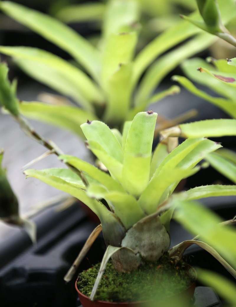 Plante terrarium Neoregelia gavionensis