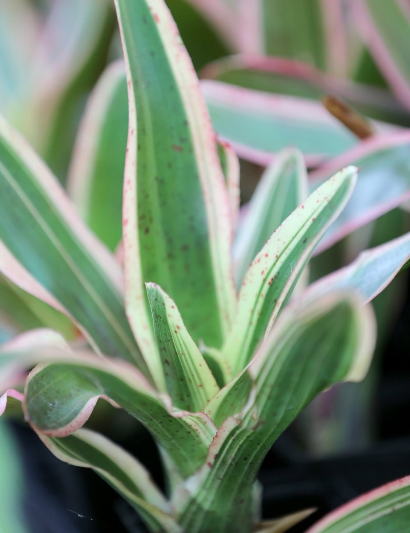 Plante terrarium Neoregelia 'Iphigenie'