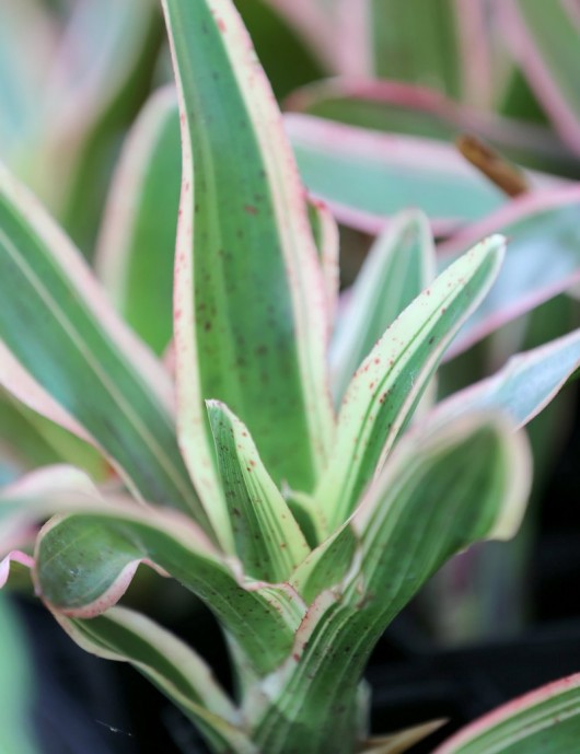 Plante terrarium Neoregelia 'Iphigenie'