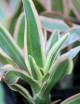 Plante terrarium Neoregelia 'Iphigenie'