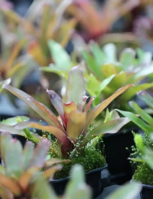 Plante terrarium Neoregelia Mephisto Plante terrarium Neoregelia Mephisto